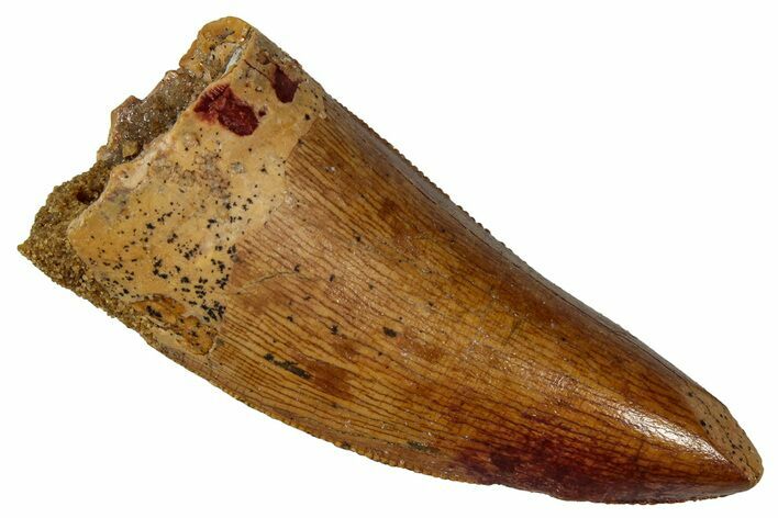 Serrated, Carcharodontosaurus Tooth - Real Dinosaur Tooth #341255
